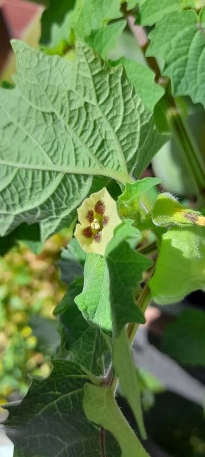Physalis pubescent 7