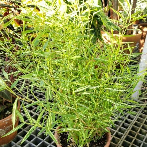 Pogonatherum