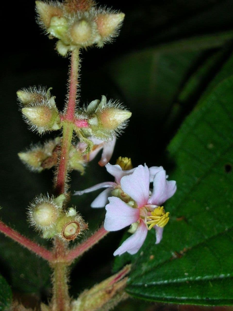 Conostegia 4