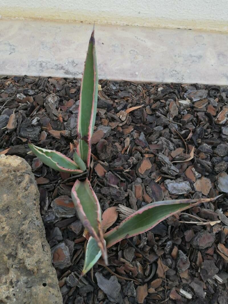 Agave pulquera
