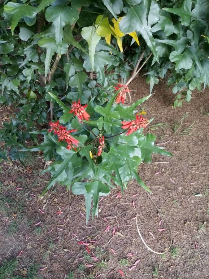 Erythrina 8