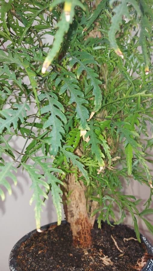 Aralia 18