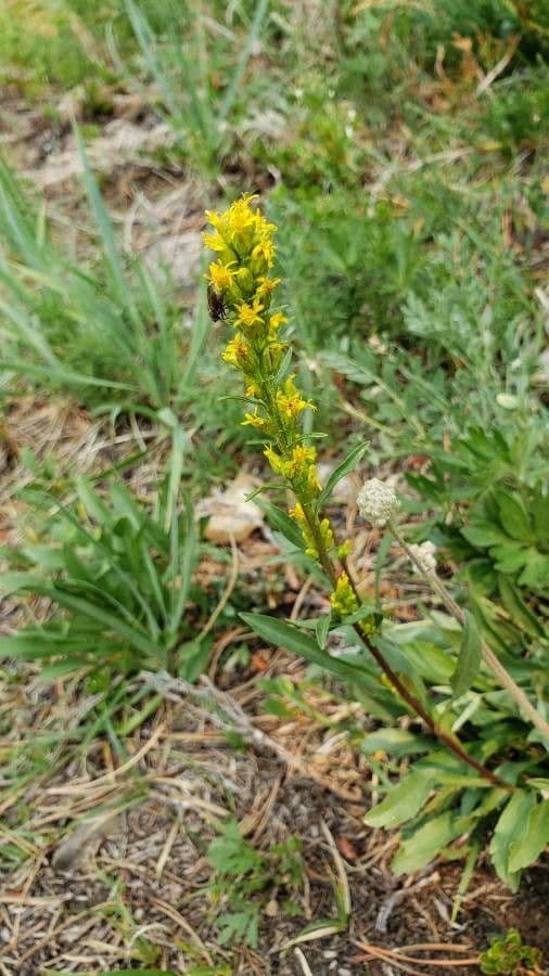 Solidago semplice 3