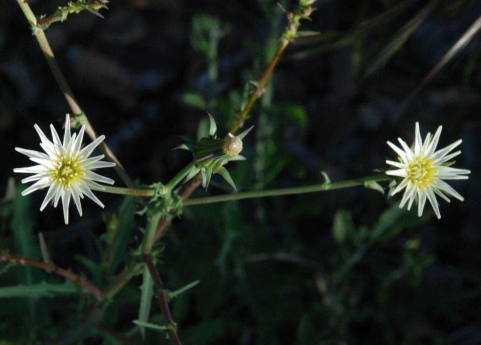 Rafinesquia californica 9