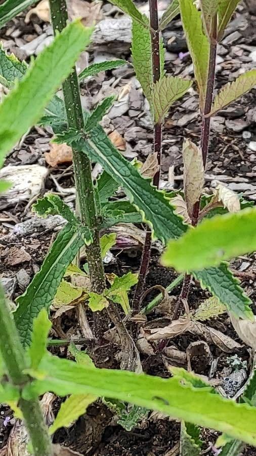 Verbena di Buenos Aires 21