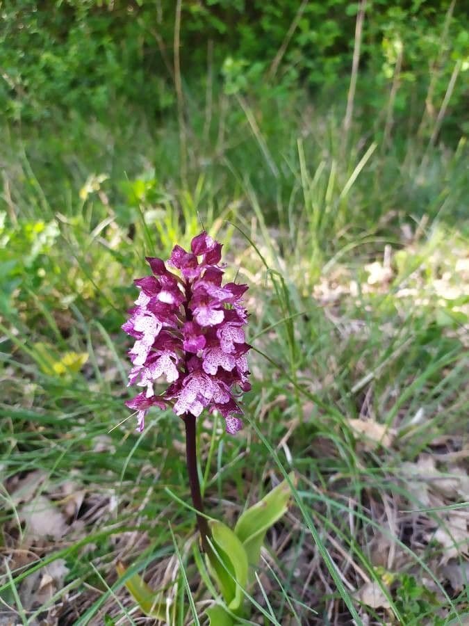 Orchide maggiore 27