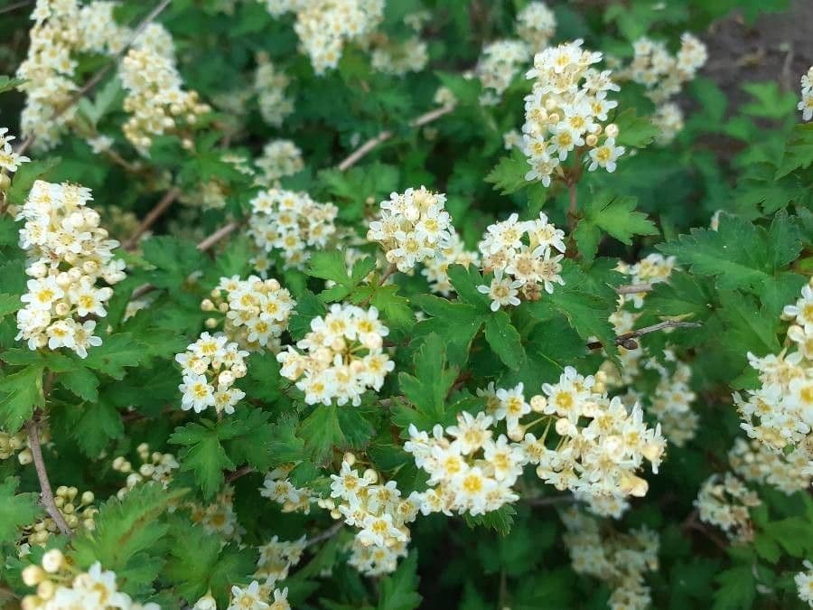 Neillia incisa 3