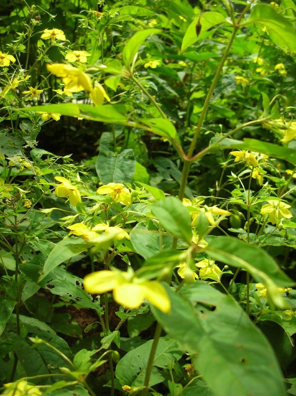 Lisimachia ciliata 13