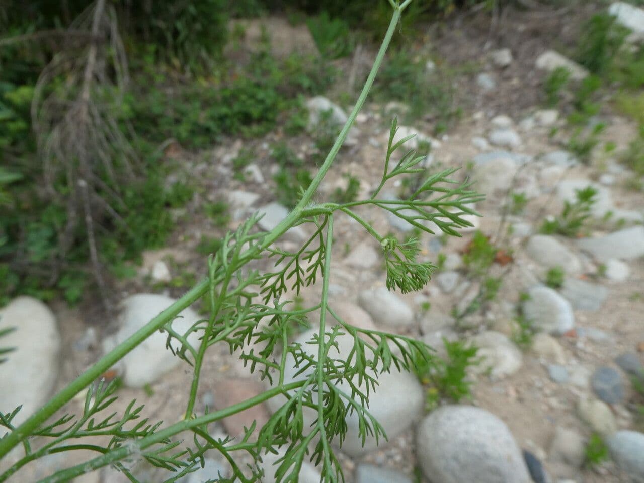 Nadel-Kerbel 25