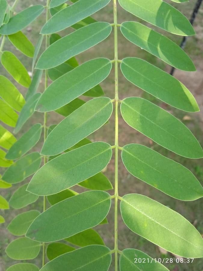Cassia 14