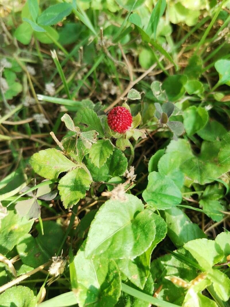 Strawberryleaf cinquefoil 2