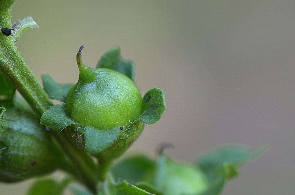 Dasistoma 2