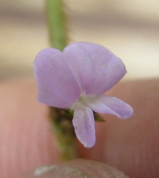 Teramnus uncinatus 8