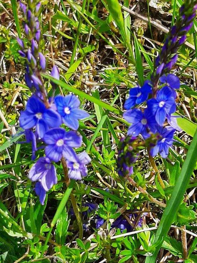 Veronica austriaca 19