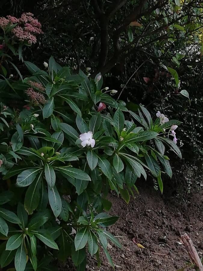 Soden-Springkraut 11