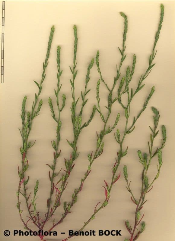 Corispermum 11