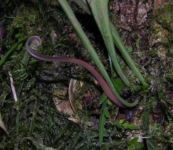 Ananthacorus angustifolius 3