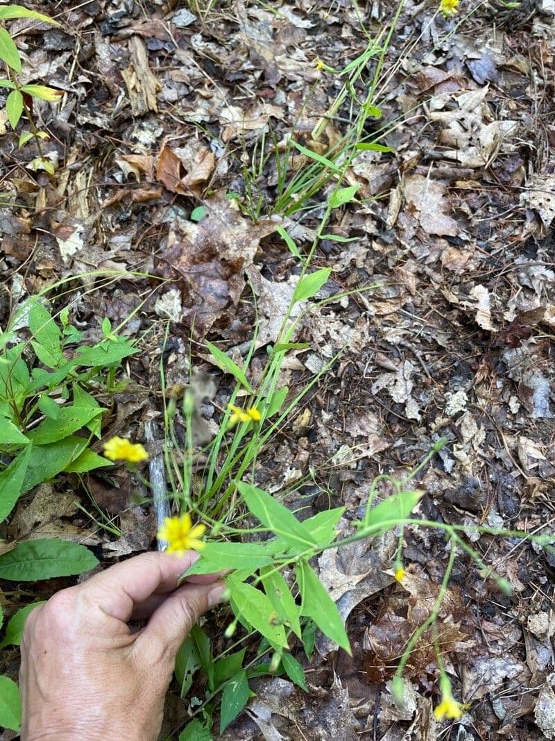 Hieracium paniculatum