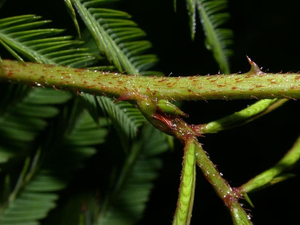 Mimosa 15