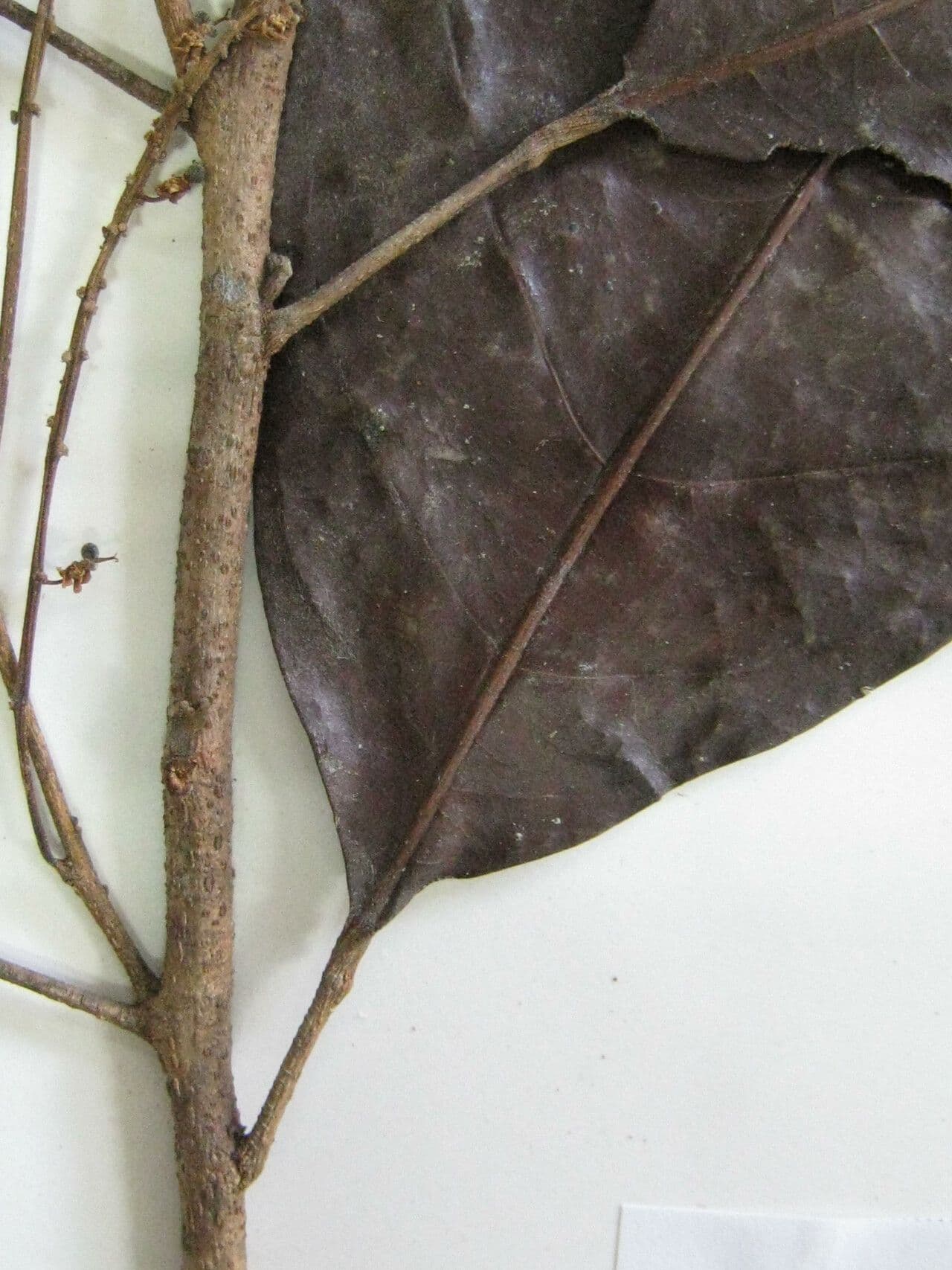 Allophylus