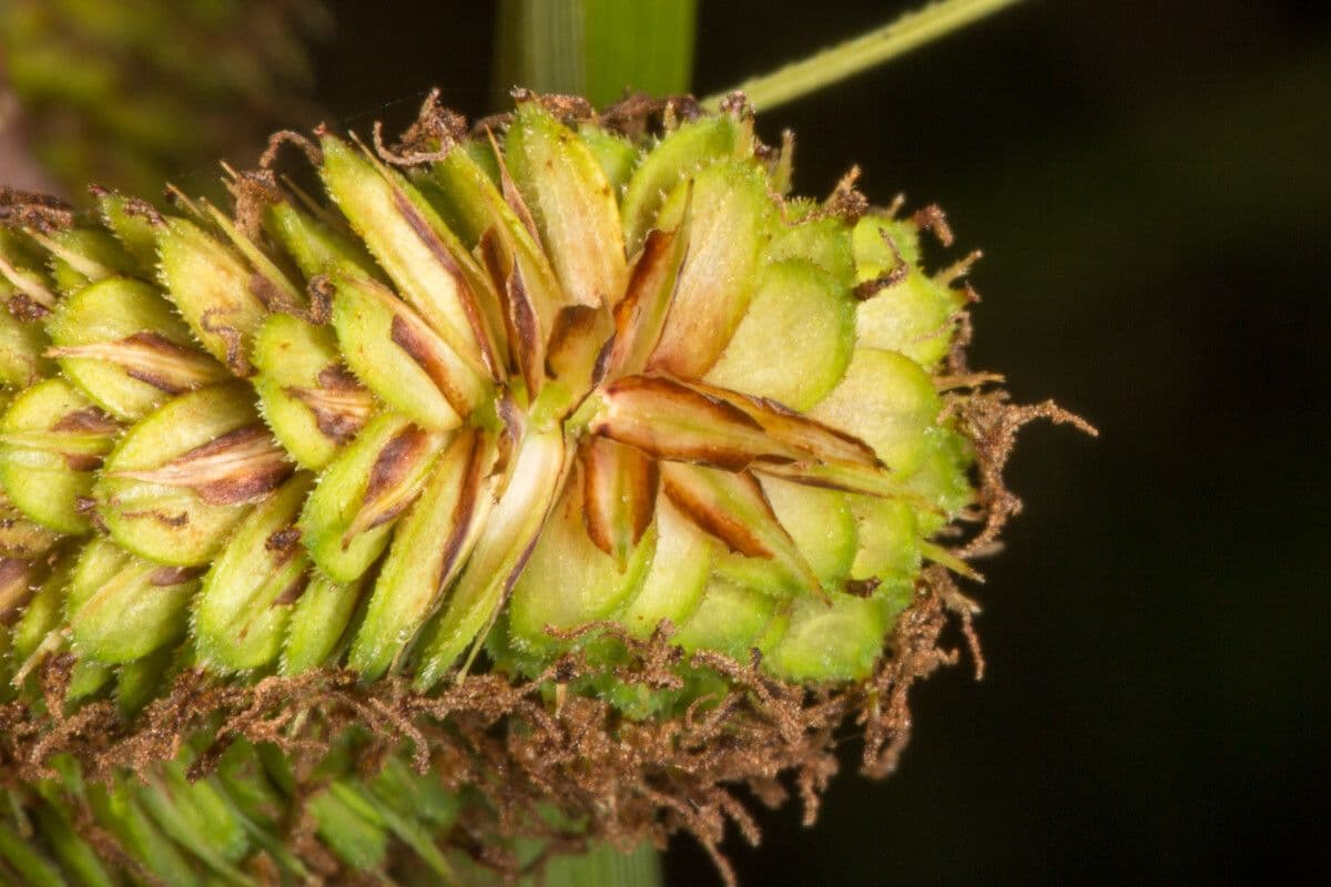 Carex hispida