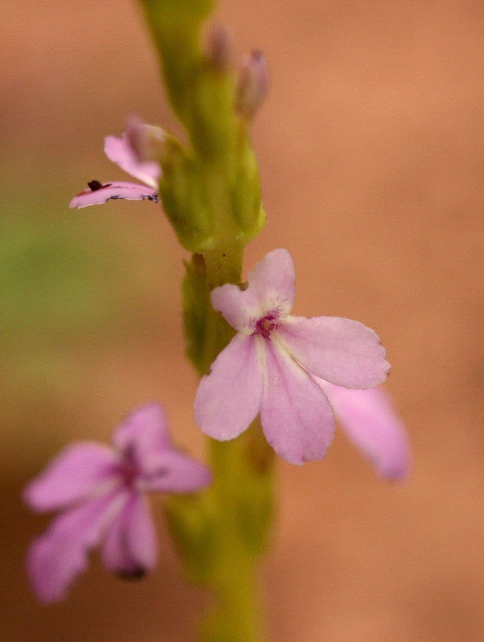 Striga gesnerioides 2