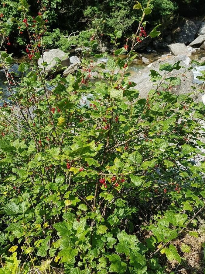 Ribes petraeum 4