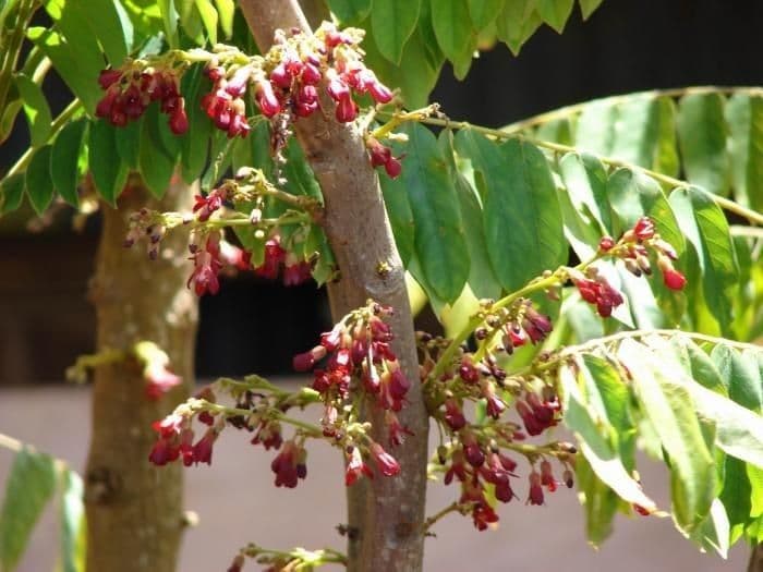 Phyllanthus 8