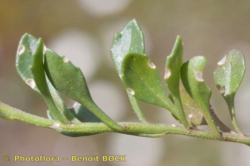 Iberis procumbens 24