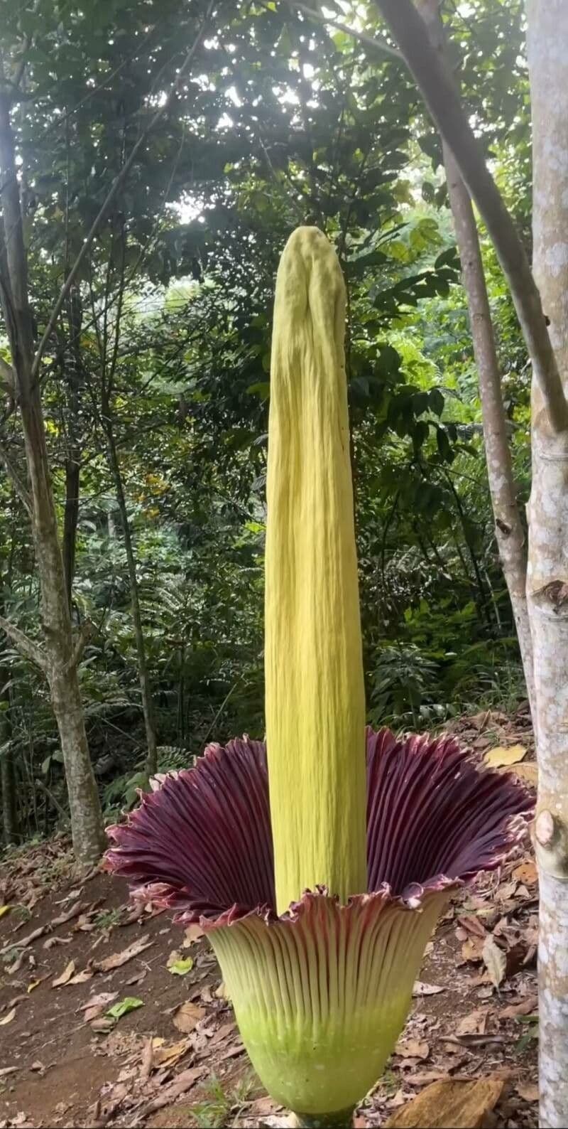 Flor cadáver 14