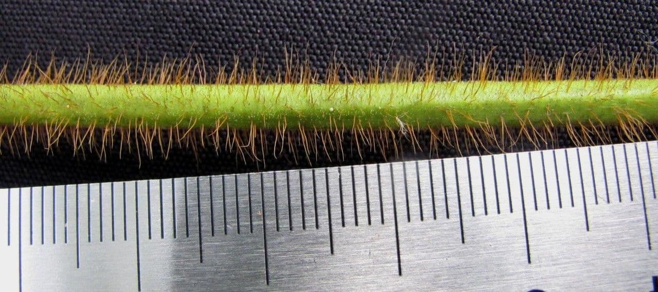 Fischeria 5