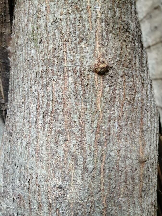 Lonchocarpus 21