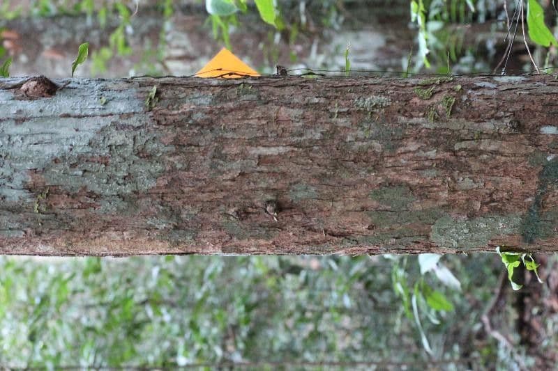 Platymiscium trojlisté 2
