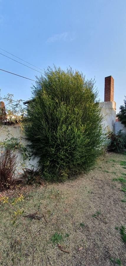 Melaleuca armillaris 11