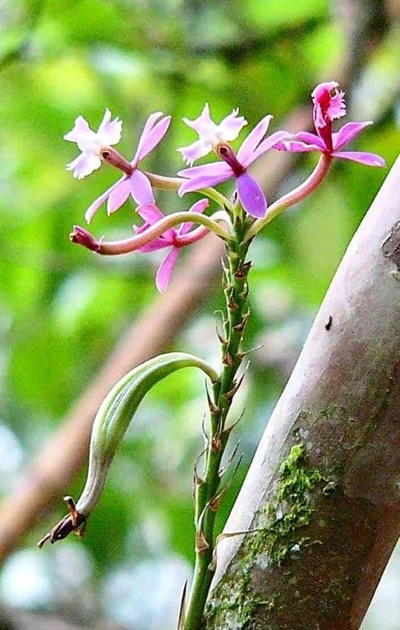 Epidendrum 2