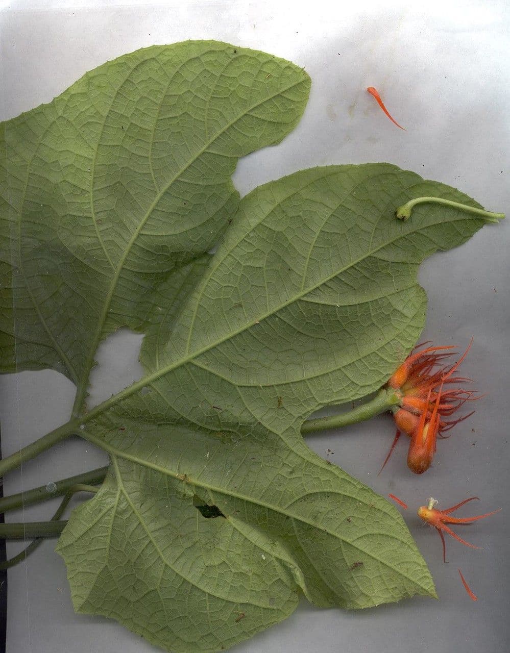 Cetriolo della giungla 23