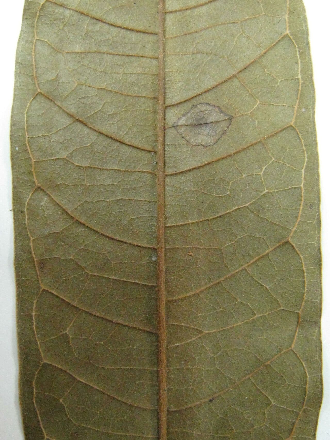 Erisma 3