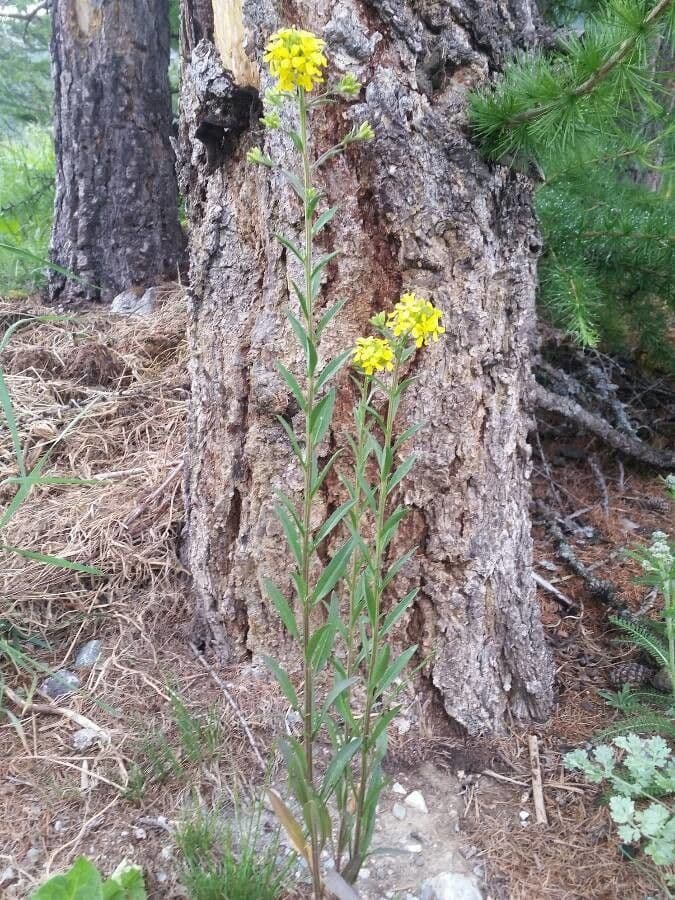 Alyssoides utriculata 13