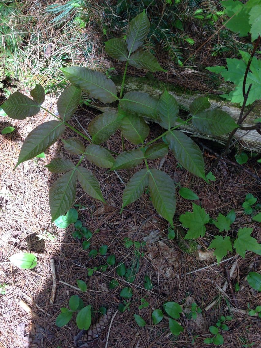 Aralia a stelo nudo 11
