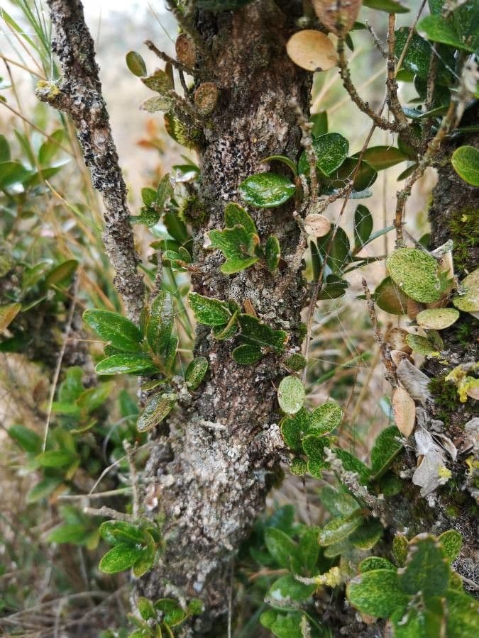 Bosso sempreverde 23