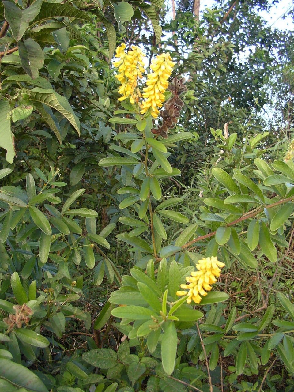 Eriosema psoraleoides 6