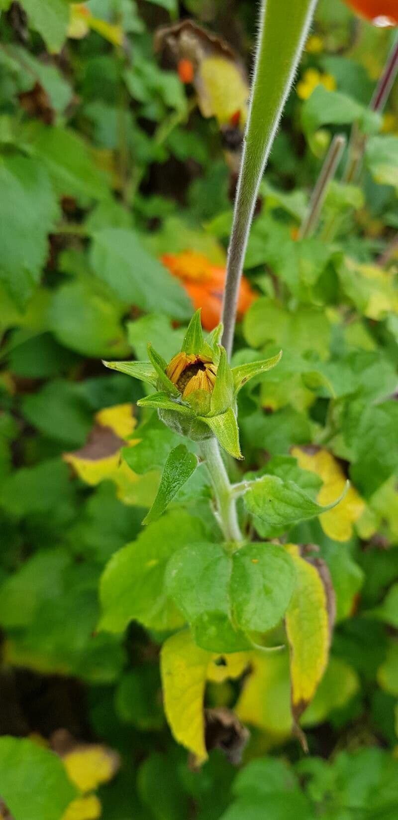 Tithonia rotundifolia 28