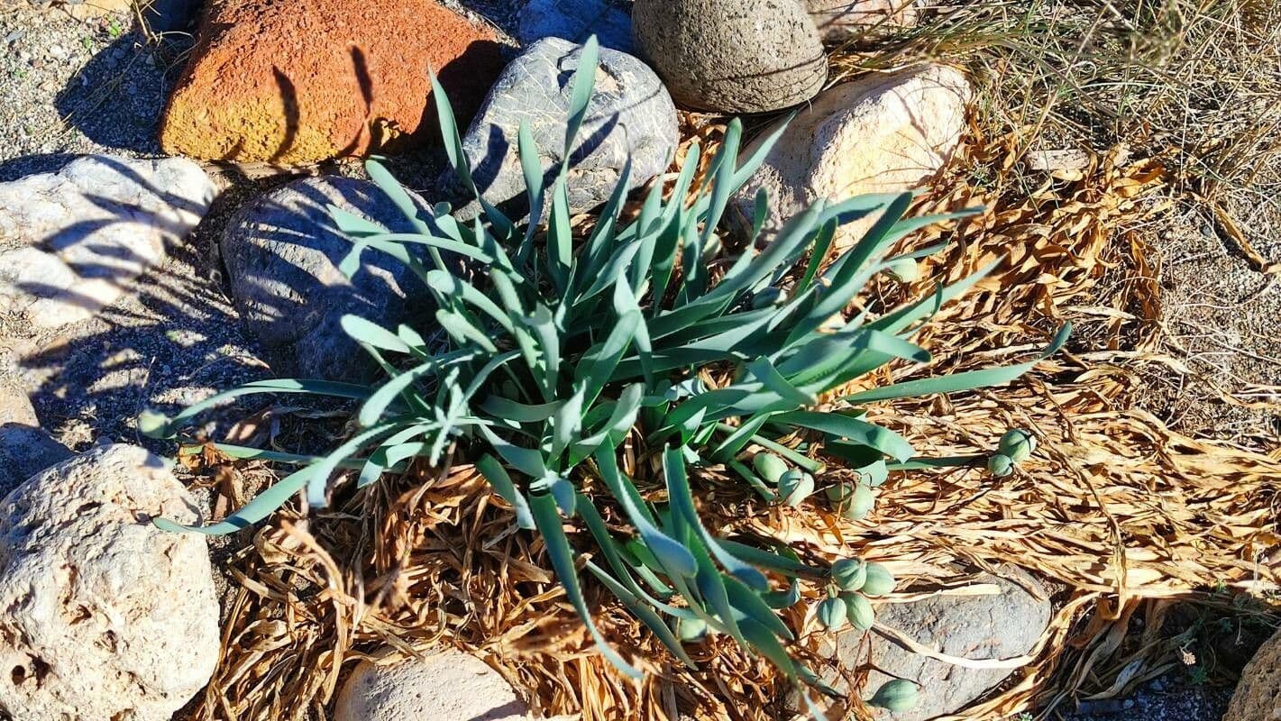 Pankracjum nadmorskie 11