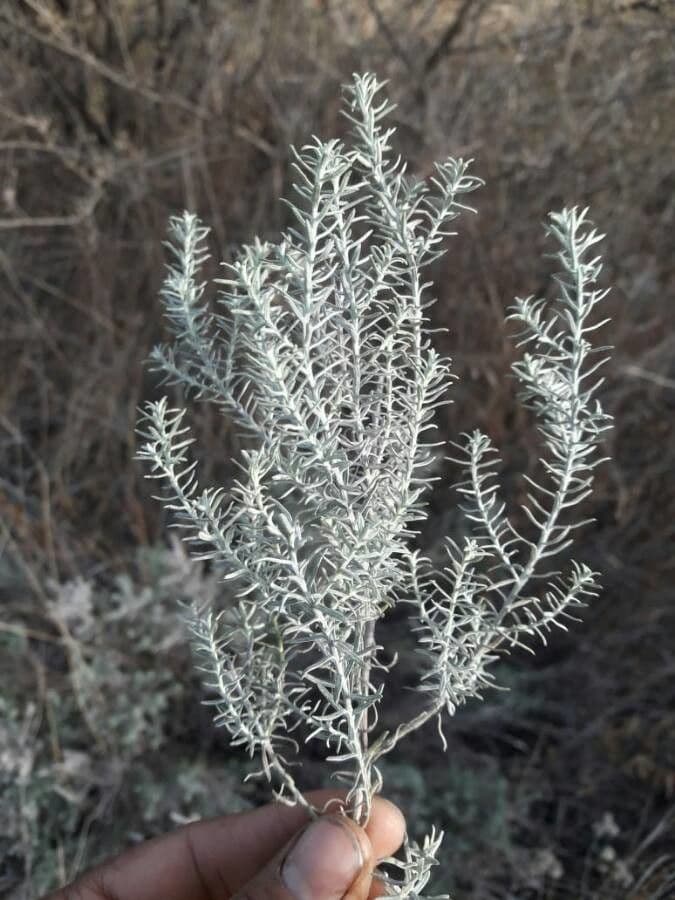 Baccharis 3