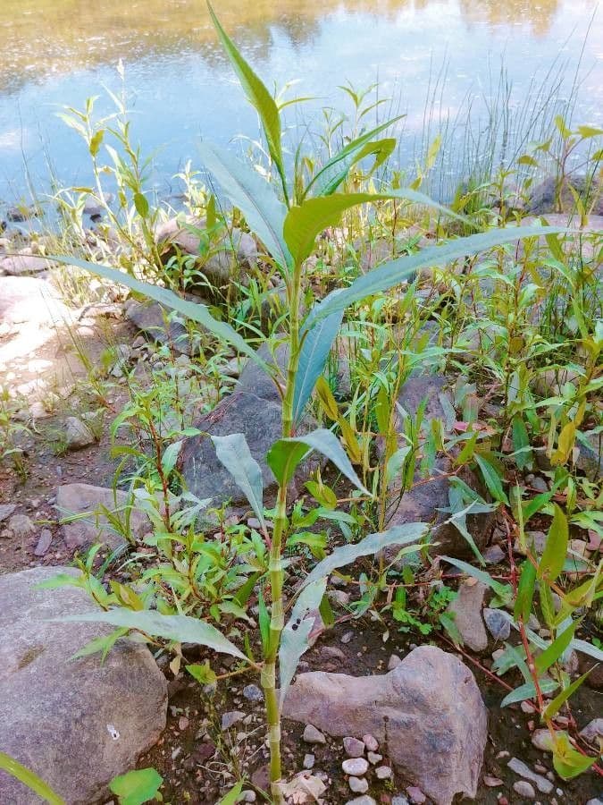 Persicaria 15