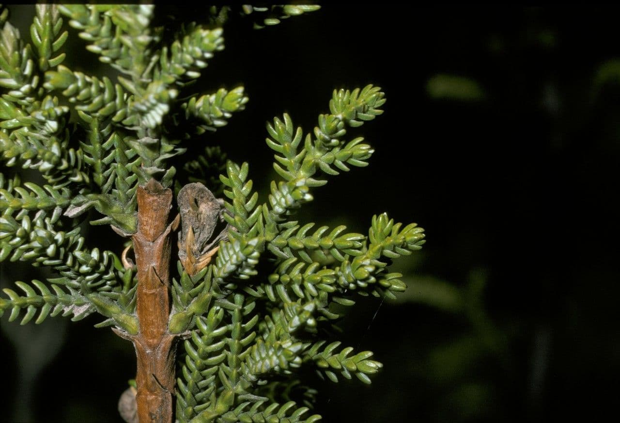 Pilgerodendron chilský 18