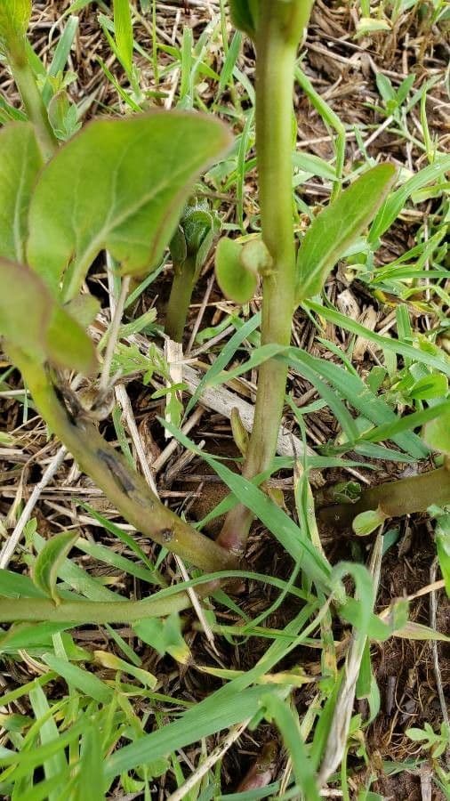 Asclepias viridis 21