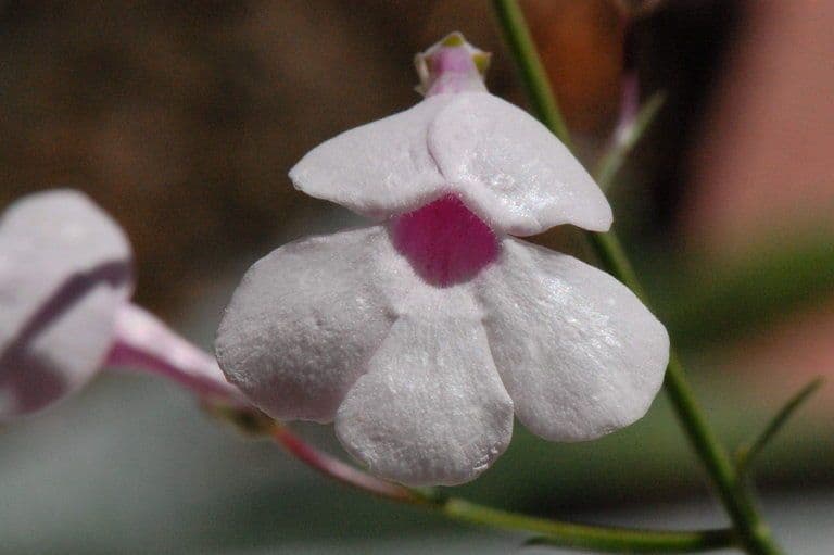 Penstemon 2