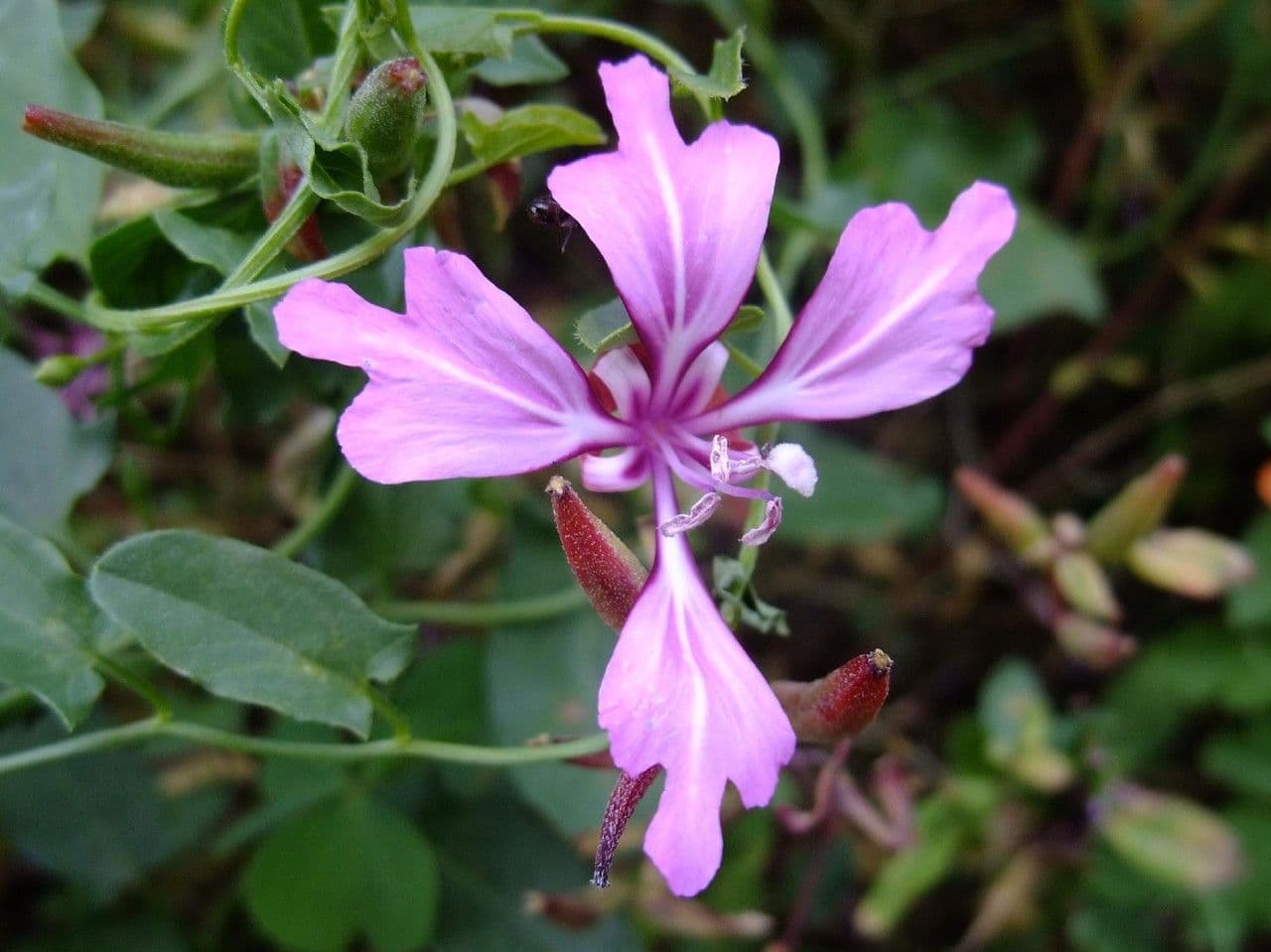 Clarkia