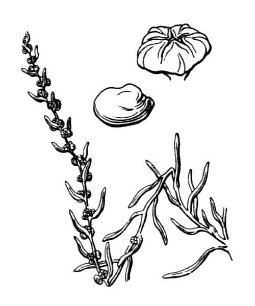 Suaeda marittima 29
